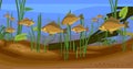 Underwater pond landscape with carps